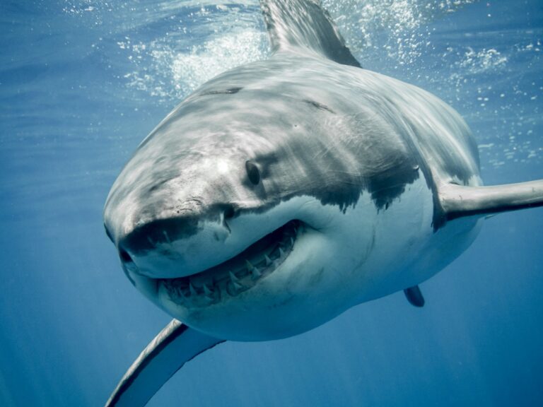 shark