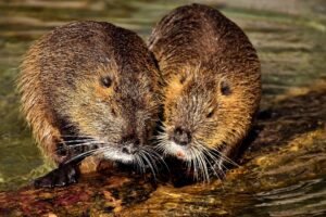 Hantavirus outbreak on cruise ship leaves 3 dead