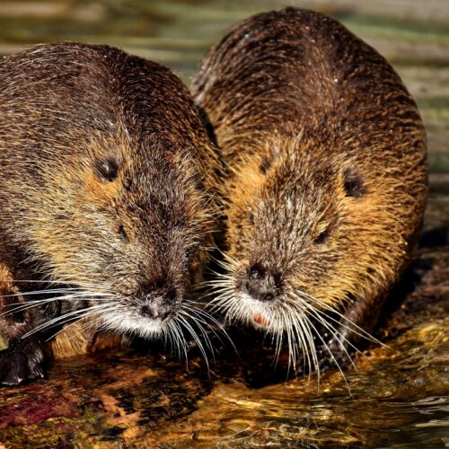 Hantavirus outbreak on cruise ship leaves 3 dead