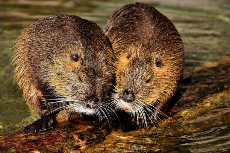 Hantavirus outbreak on cruise ship leaves 3 dead