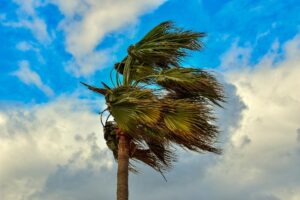 Disney World visitors stay put despite tornado watch alert.
