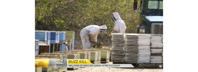 Millions of Bees Escape After Texas Truck Crash