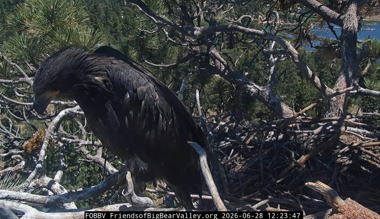 Big Bear Eaglet Sandy Takes First Thrilling Flight After Fall
