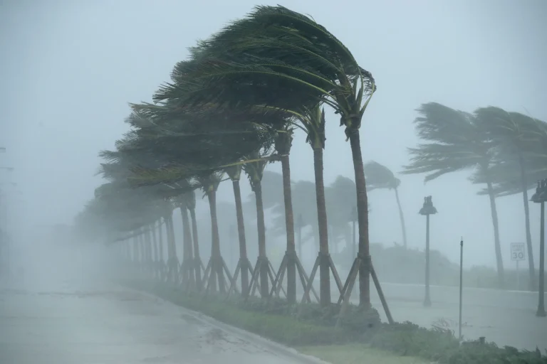 Hurricane_Irma_palm_trees